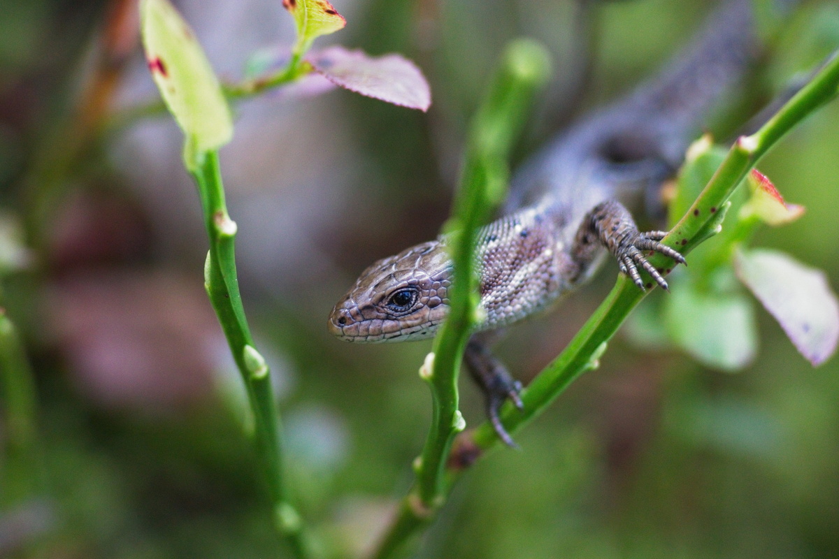Reptilien & Insekten